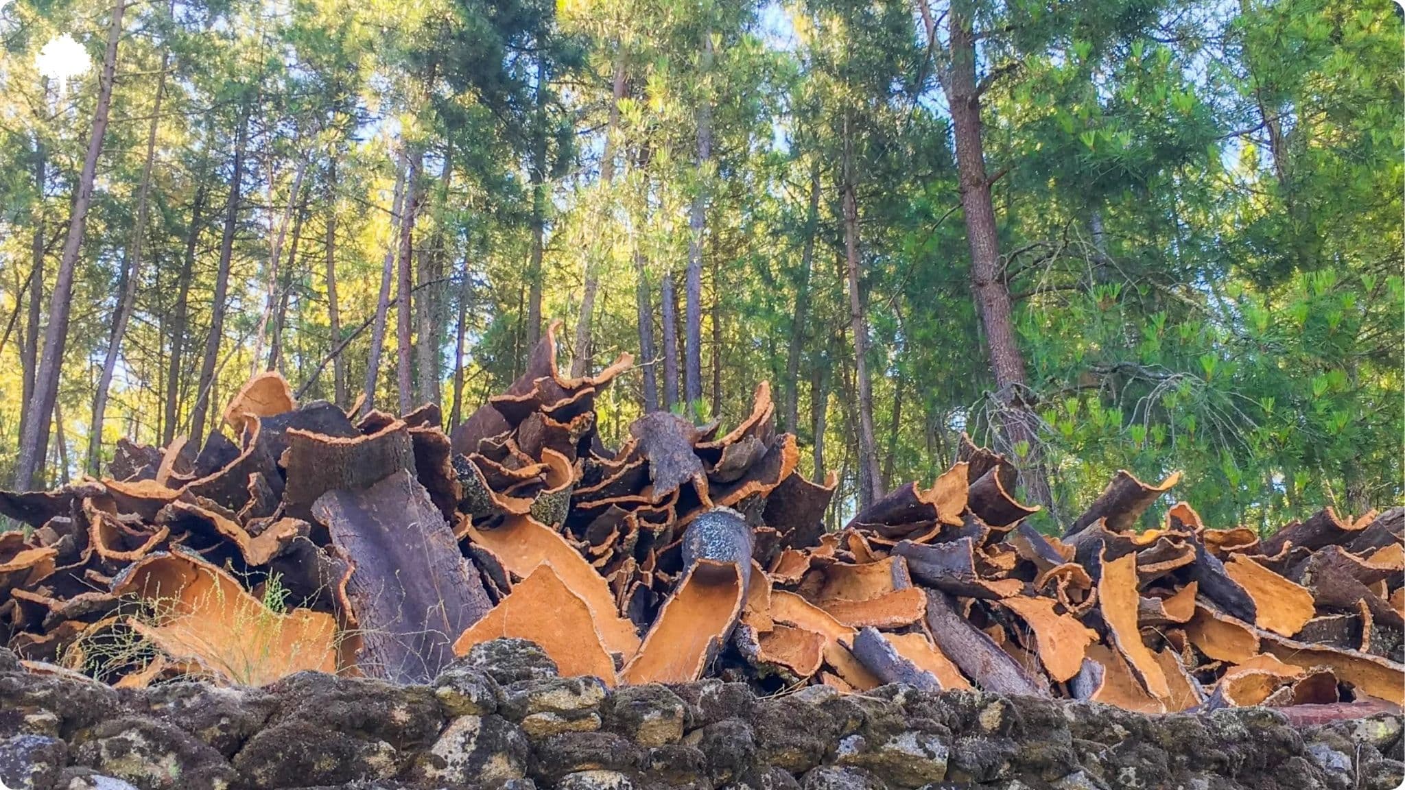 A cortiça, tesouro nacional 