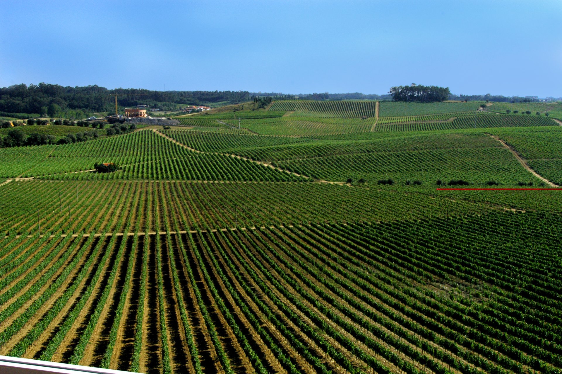 Bairrada, terra de leitão e bolhas