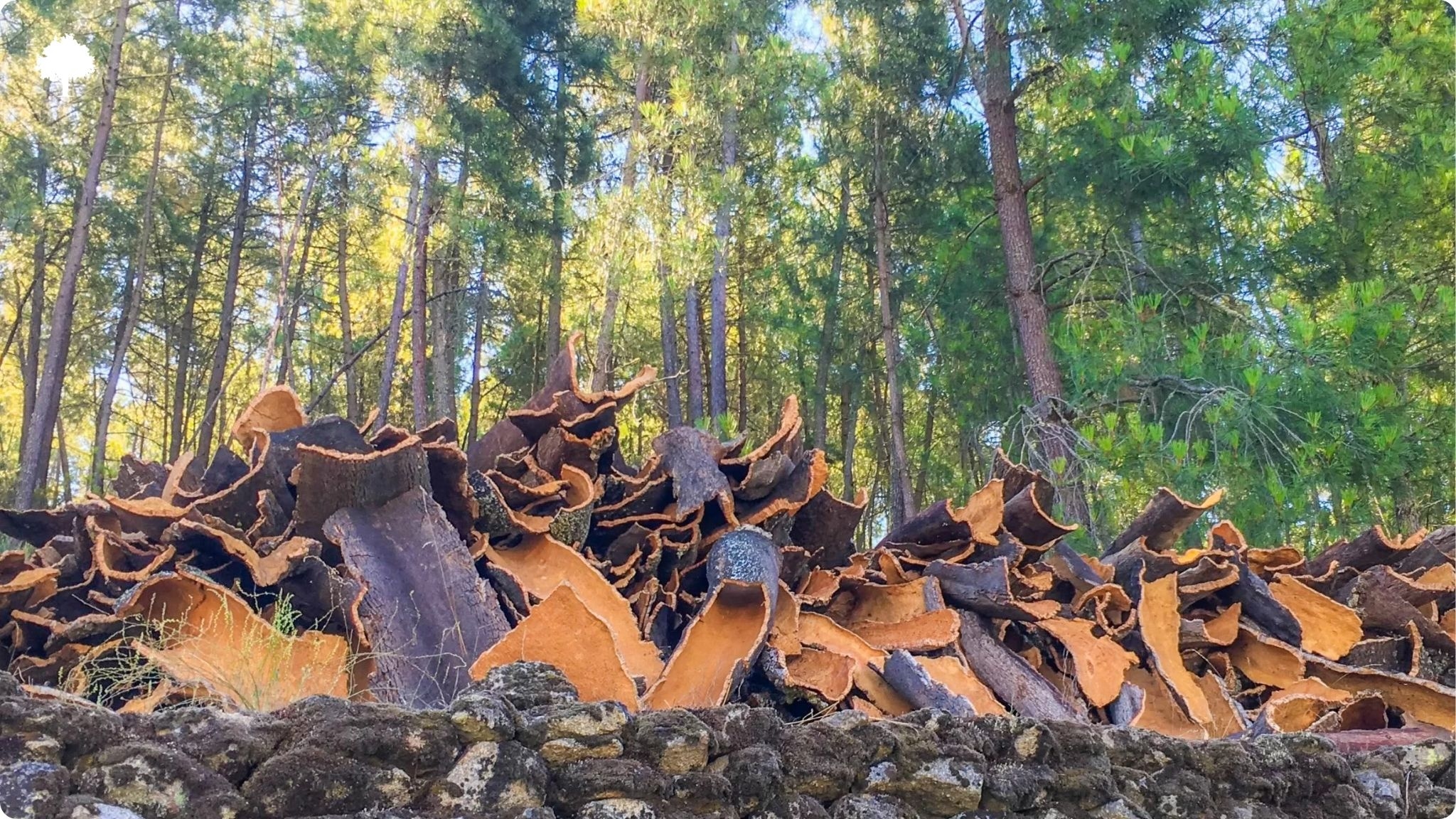 A cortiça, tesouro nacional